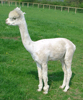 You'd think they'd have left my dignity on!