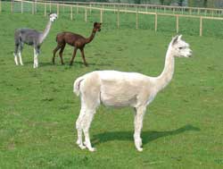 I'm wearing nothing but a coat of dust!