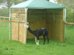 Ted peering round his shelter