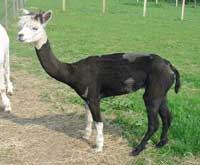 Just like a stick of rock - the pattern goes right through!