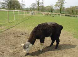 I'm sure I left a shelter full of hay around here somewhere!