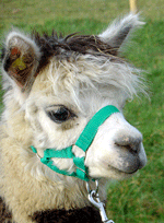 An Alpaca of Distinction