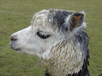 Yech! All WET!