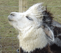 The wind in my hair, er, I mean fleece!