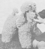 vintage knitting pattern for toys poodle